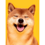 Doge Club :P