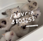 /aevrix