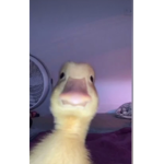 duckies luv