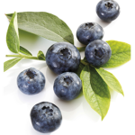 Blueberry Inc