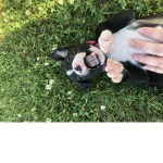pixie my doggo