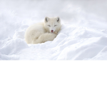 Artic cuties!