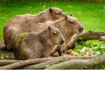 the capybaras of roblox