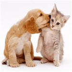 cats and dogs lovers clan