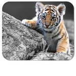 Squad Tiger