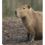 The capybara chat