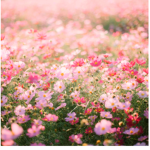 Beautiful Zodiac Flowers
