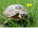 Jeremy the Tortoise