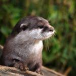 Otter's Raft & Fan Group