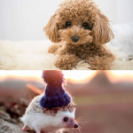 Teddy Bear Trouble