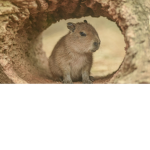 The capybaras slay