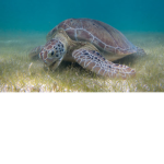 Turtle offical group