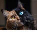 Jas Kitty