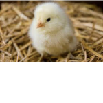 Chickens only please-