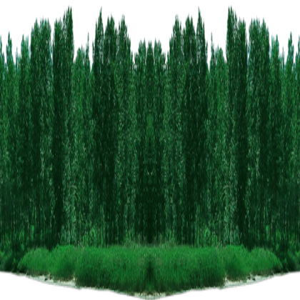 ✨ [Effect] Forest Background Effect Roblox decal