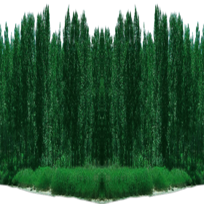 ✨ [Effect] Forest Background Effect Roblox decal