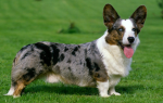 corgi clan woof