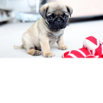 Pugs Rule Forever