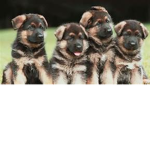 dog is best