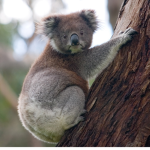 The koalas the mighty koalas