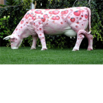 strawberry cow is cool