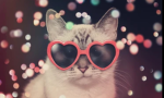 Sparklekittenz
