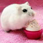 ᑴの⍊のᑷᑴの⍊のᑷ