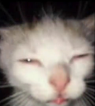 thy great cat kingdom