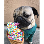 Pugs and Hugss