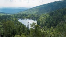 The lake forest