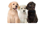 los perritos woof