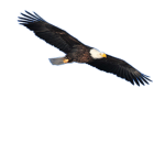 Best Roblox Group (you should join)