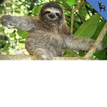 Sloths friends