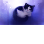 Cats comedy club