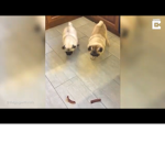 Olive pug