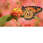 Fierce Butterfly Group