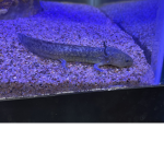 • Axolotl group •
