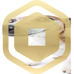 cool group for bobux