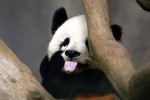 Red Panda's and Giant Panda's squad