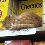 Adurite's Catfé