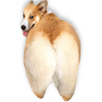 BiG HaPpY DoGeS