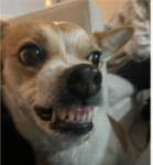 jackgass
