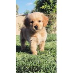 Puppy’s for life puppy’s love