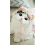 Cute kittens studios