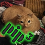 Pip³