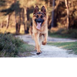 samue_leao dog pastor alemao