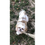 Da doggo Da Doggos