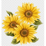 Sunflower.x group