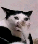 Nyans1 :3
