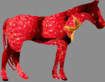 ..-Raspberry Riding academy-..